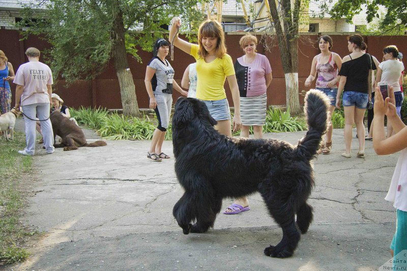 Фото: ньюфаундленд L'vinoe Serdce (Львиное Сердце)