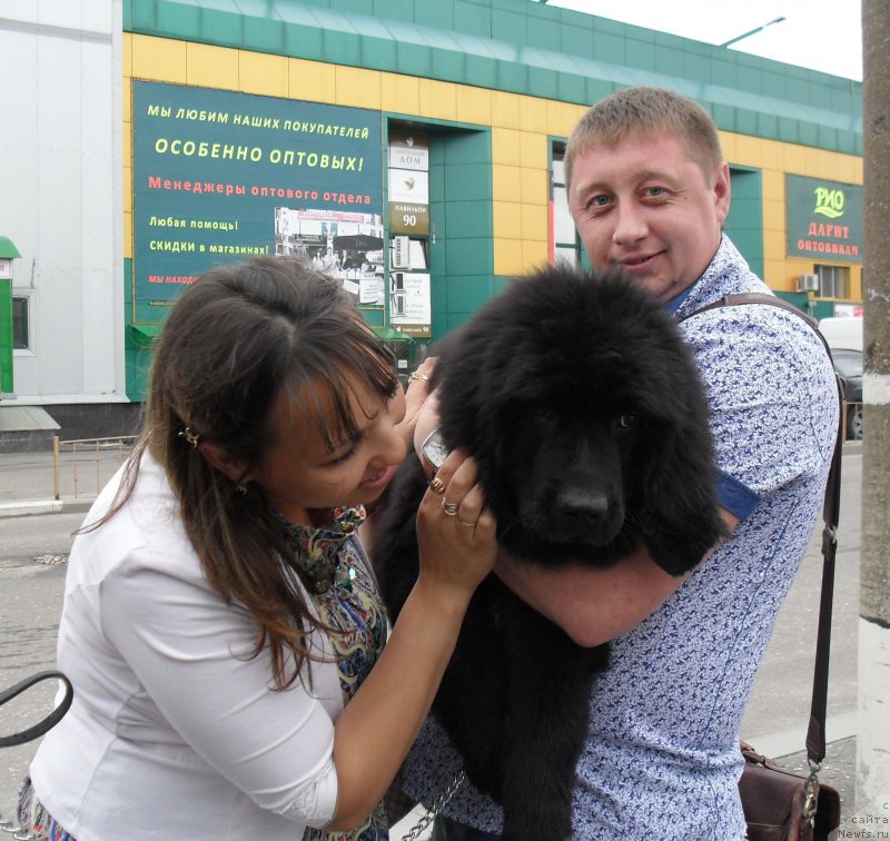 Фото: ньюфаундленд Voshodyaschaya Zvezda Viv'en Li (Восходящая Звезда Вивьен Ли)