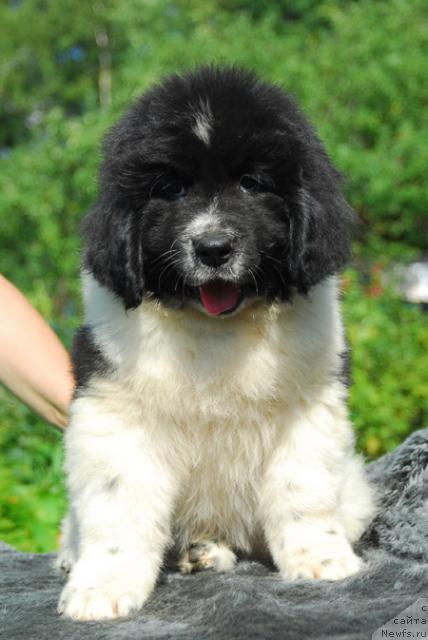 Фото: ньюфаундленд Pchyolkin Dom Burevestnik (Пчёлкин Дом Буревестник)