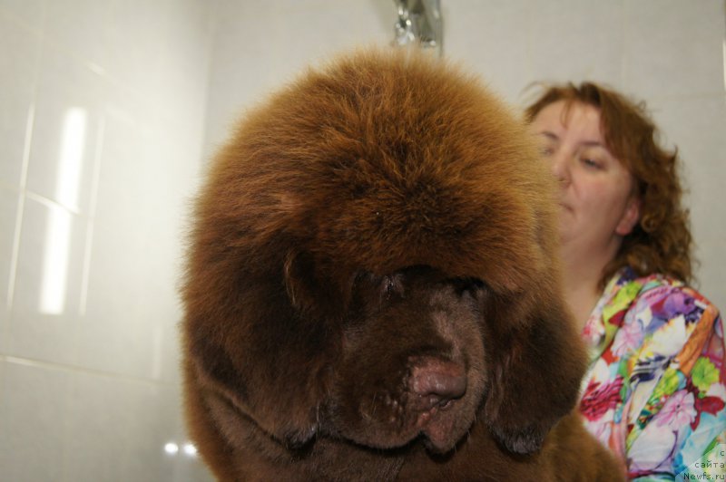 Фото: ньюфаундленд Eti s Berega Dona (Ети с Берега Дона)