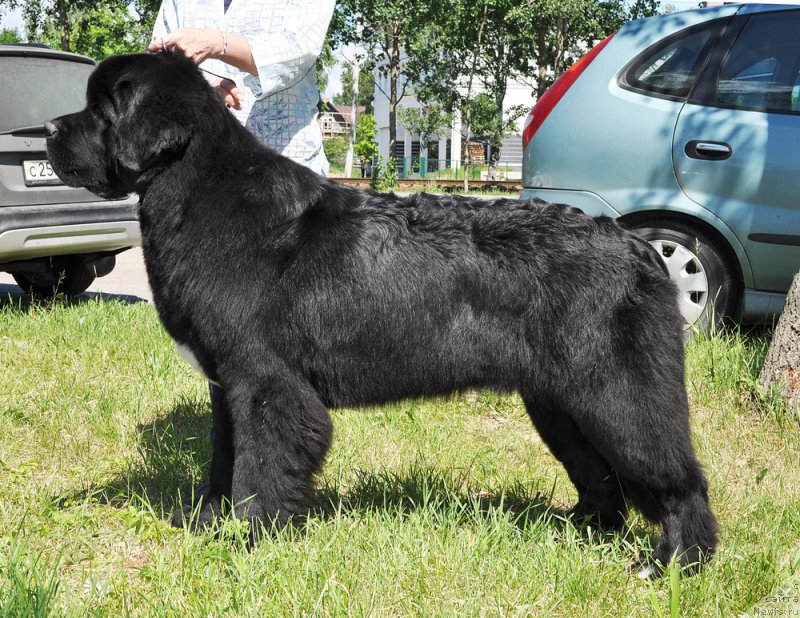 Фото: ньюфаундленд Beguschaya po Volnam Сhart Topper (Бегущая по Волнам Чарт Топпер)