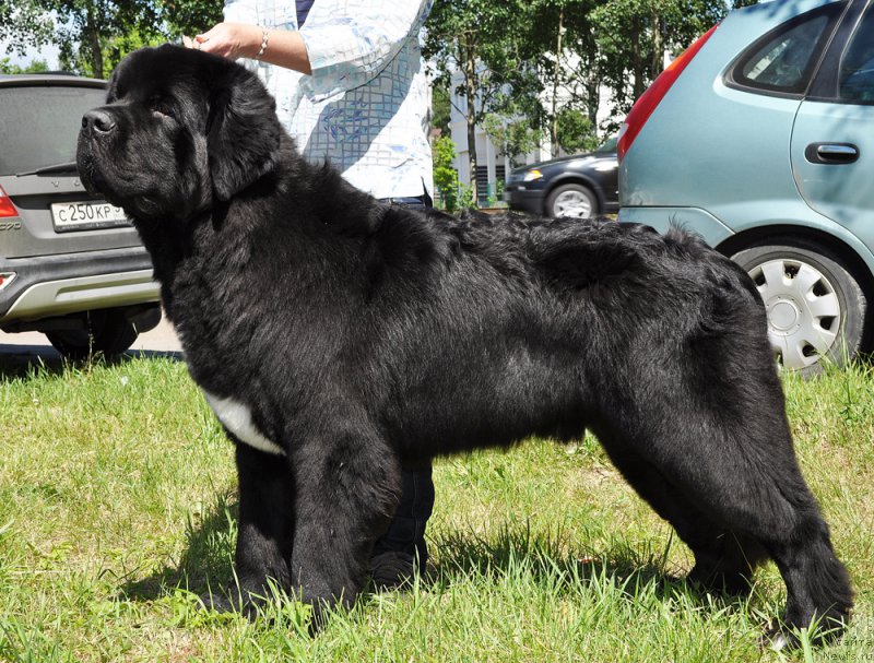 Фото: ньюфаундленд Beguschaya po Volnam Сhart Topper (Бегущая по Волнам Чарт Топпер)