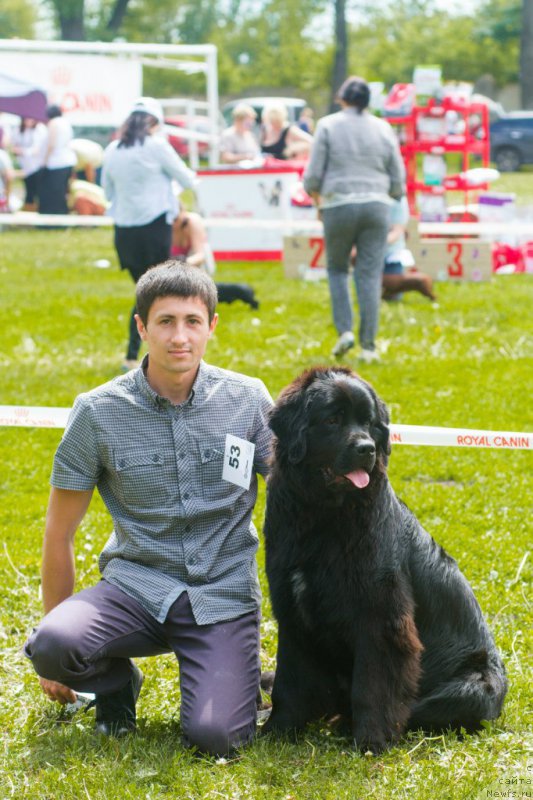 Фото: ньюфаундленд Piternyuf Aventure (Питерньюф Авантюра)