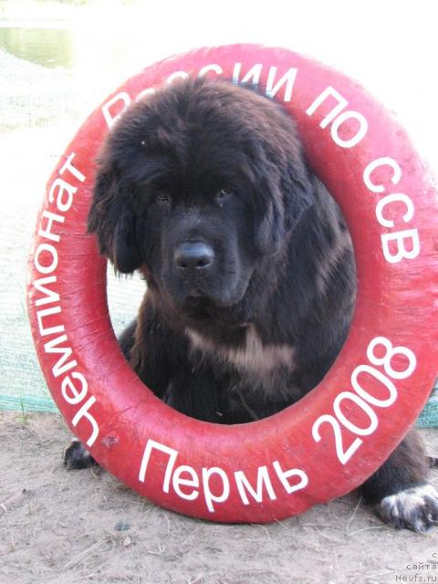 Фото: ньюфаундленд Robertino Roskoshny Malchishka Otargo Ayutka (Робертино Раскошный Мальчишка Отарго Аютка)