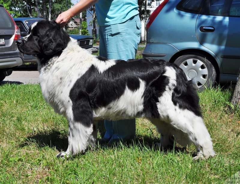 Фото: ньюфаундленд Piternyuf Honey-Money (Питерньюф Хонеу-Монеу)