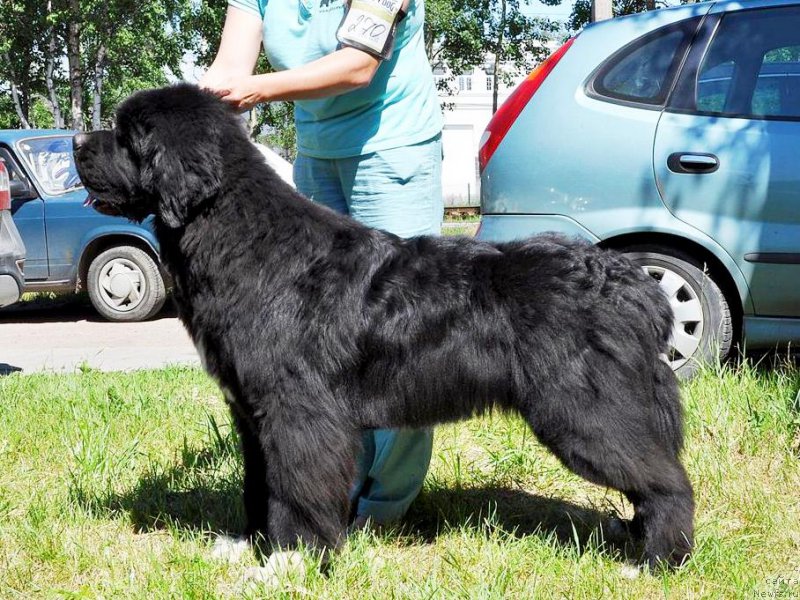 Фото: ньюфаундленд Piternyuf Omnia Vincet Amor (Питерньюф Омниа Винсет Амор)