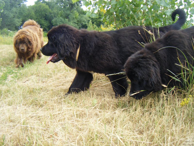 Фото: ньюфаундленд Oktjabrina s Berega Dona (Октябрина с Берега Дона), ньюфаундленд Fiona Style Super Mishka, ньюфаундленд Funny Black Girl Super Mishka