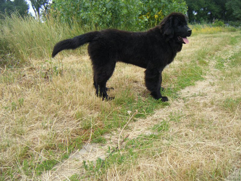 Фото: ньюфаундленд Funny Black Girl Super Mishka