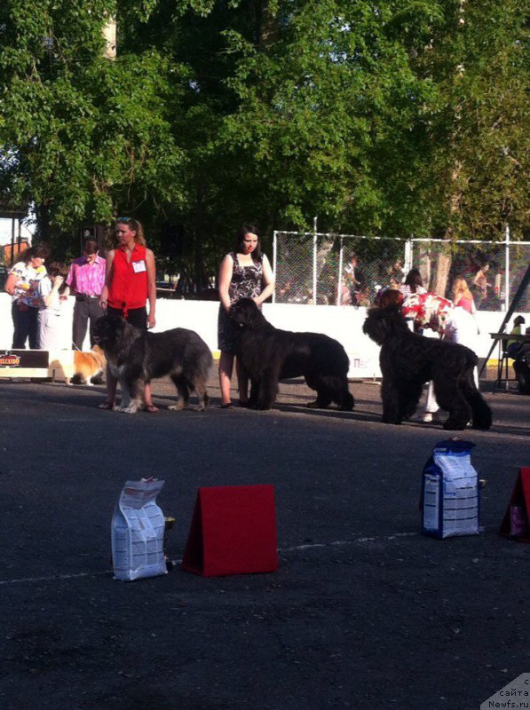 Фото: ньюфаундленд Vin Dizel' dlya N'yufort (Вин Дизель для Ньюфорт)