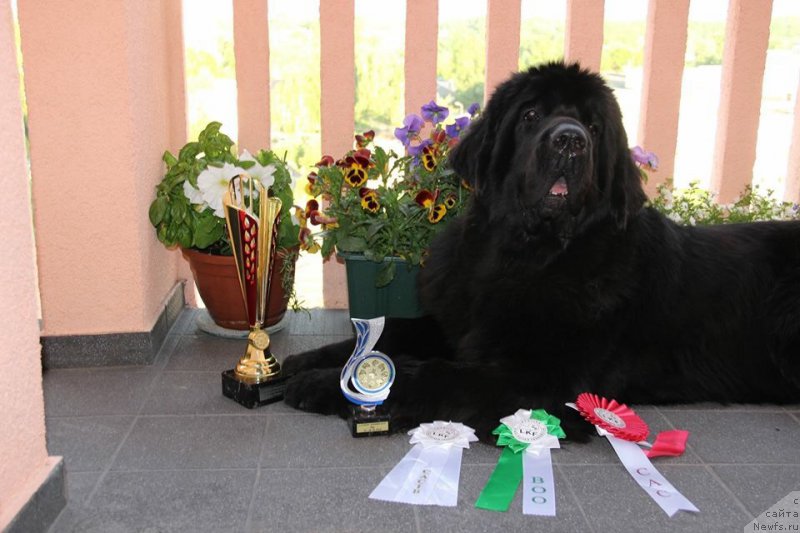 Фото: ньюфаундленд Smigar Legenda Vesny (Смигар Легенда Весны)