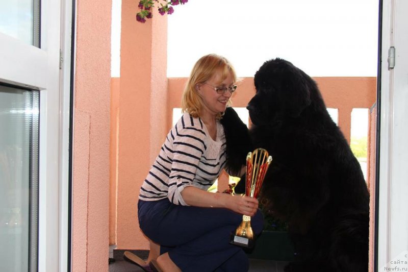 Фото: ньюфаундленд Smigar Legenda Vesny (Смигар Легенда Весны)