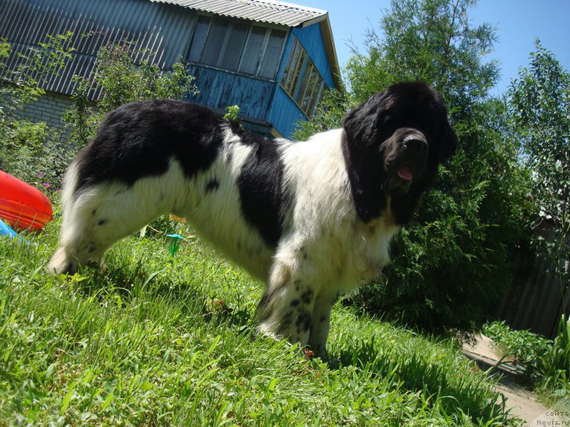 Фото: ньюфаундленд Stepnaya Pal'mira Estestvenno YA Luchshiy (Степная Пальмира Естественно Я Лучший)