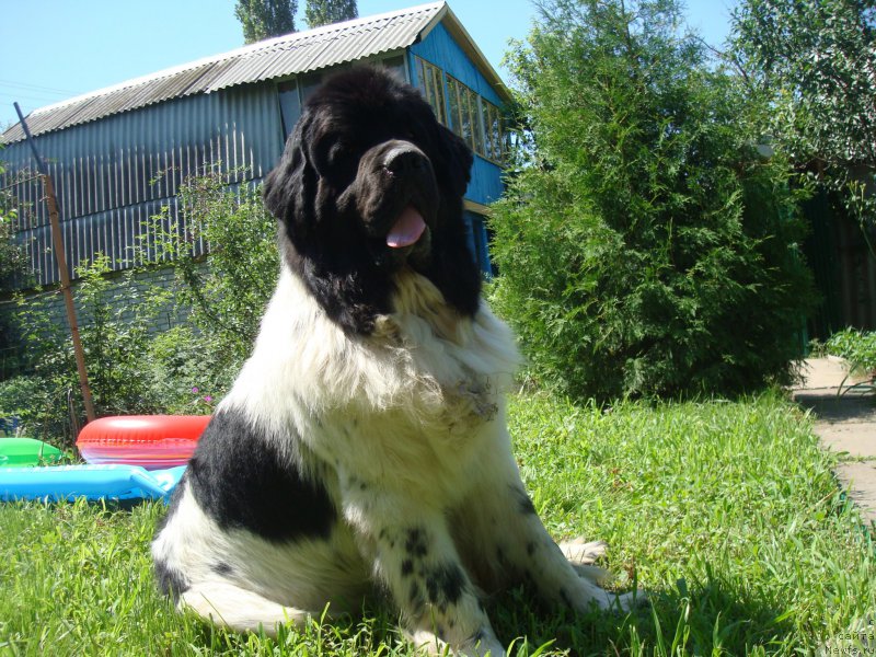 Фото: ньюфаундленд Stepnaya Pal'mira Estestvenno YA Luchshiy (Степная Пальмира Естественно Я Лучший)