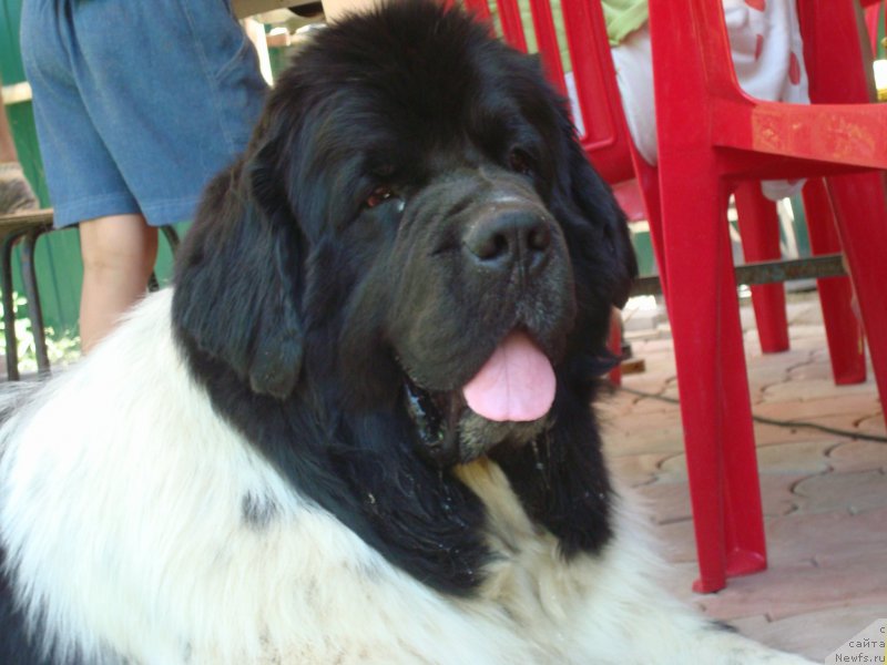 Фото: ньюфаундленд Stepnaya Pal'mira Estestvenno YA Luchshiy (Степная Пальмира Естественно Я Лучший)