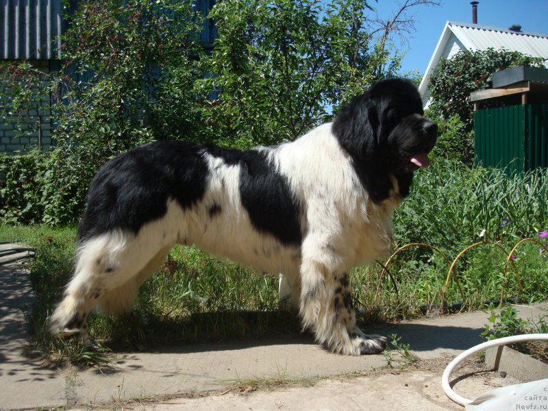 Фото: ньюфаундленд Stepnaya Pal'mira Estestvenno YA Luchshiy (Степная Пальмира Естественно Я Лучший)