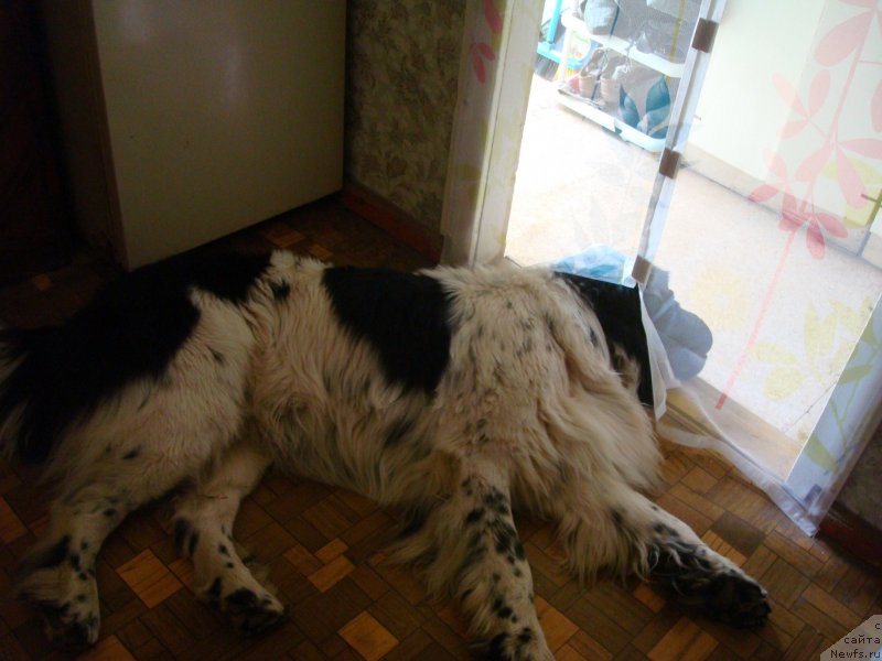 Фото: ньюфаундленд Stepnaya Pal'mira Estestvenno YA Luchshiy (Степная Пальмира Естественно Я Лучший)