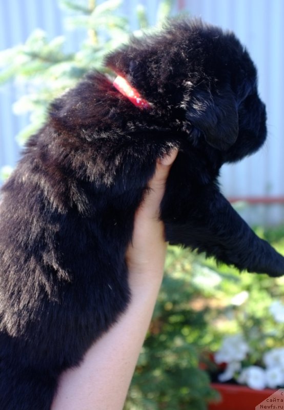 Фото: ньюфаундленд Super Premium Invisible (Супер Премиум Инвисибл), ньюфаундленд Yuzhny Sharm iz Medvejyego Yara (Южный Шарм из Медвежьего Яра), питомник Супер Премиум, литера 