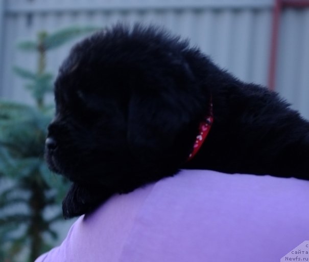 Фото: ньюфаундленд Super Premium Invisible (Супер Премиум Инвисибл), ньюфаундленд Yuzhny Sharm iz Medvejyego Yara (Южный Шарм из Медвежьего Яра), питомник Супер Премиум, литера 