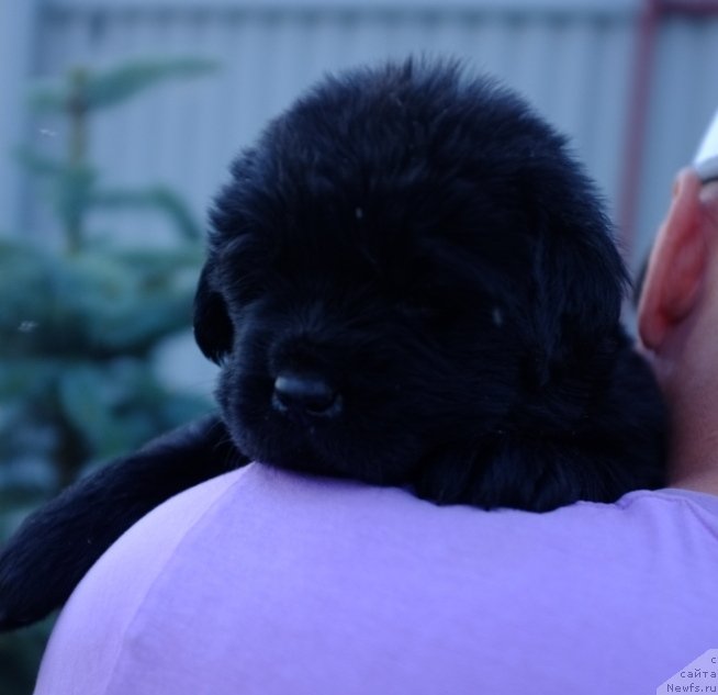 Фото: ньюфаундленд Super Premium Invisible (Супер Премиум Инвисибл), ньюфаундленд Yuzhny Sharm iz Medvejyego Yara (Южный Шарм из Медвежьего Яра), питомник Супер Премиум, литера 