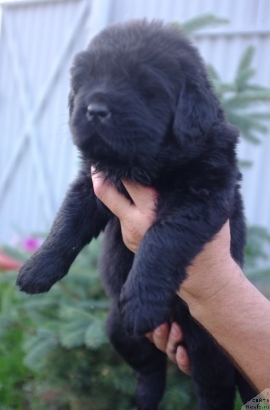 Фото: ньюфаундленд Super Premium Invisible (Супер Премиум Инвисибл), ньюфаундленд Yuzhny Sharm iz Medvejyego Yara (Южный Шарм из Медвежьего Яра), питомник Супер Премиум, литера 