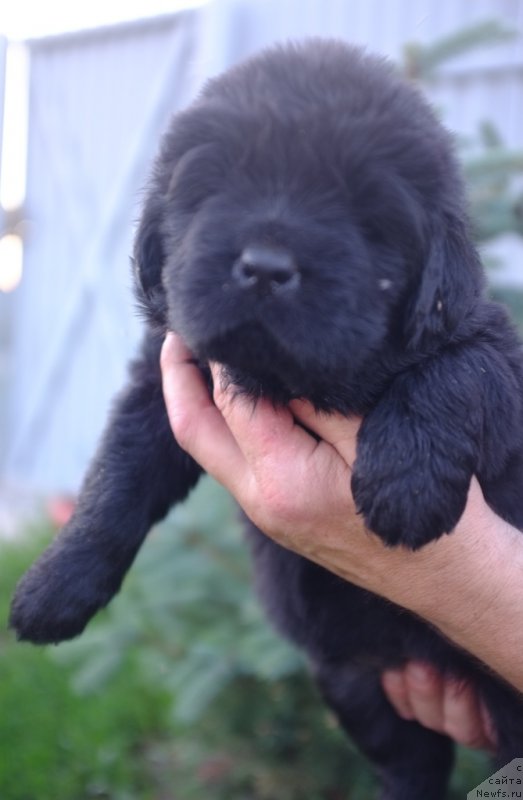 Фото: ньюфаундленд Super Premium Invisible (Супер Премиум Инвисибл), ньюфаундленд Yuzhny Sharm iz Medvejyego Yara (Южный Шарм из Медвежьего Яра), питомник Супер Премиум, литера 