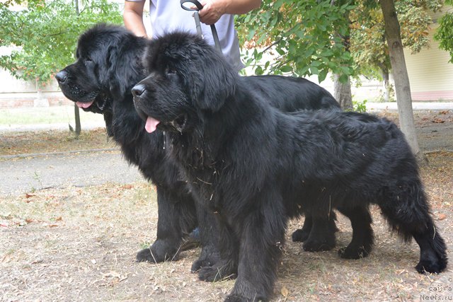 Фотография № 185585