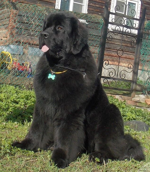 Фото: ньюфаундленд Dar Svezyi Felisiti-Felichita (Дар Свезы Фелисити-Феличита)