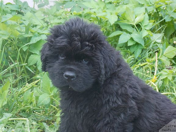 Фото: ньюфаундленд Dar Svezy Brilliant Idea (Дар Свезы Бриллиант Идеа)