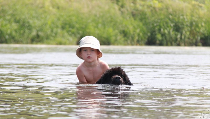 Фото: ньюфаундленд Plyushevaya Panda La Bella (Плюшевая Панда Ла Белла)