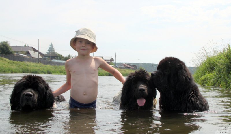 Фото: ньюфаундленд Super Bizon Argo (Супер Бизон Арго), ньюфаундленд Plyushevaya Panda La Bella (Плюшевая Панда Ла Белла), ньюфаундленд Akvian Song Lars Berger (Аквиан Сонг Ларс Бергер)