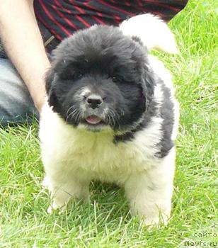 Фото: ньюфаундленд Pchiolkin Dom Bely Oriol (Пчёлкин Дом Белый Орёл)