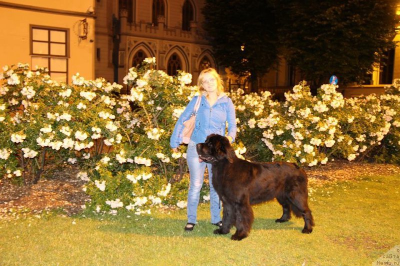 Фото: ньюфаундленд Smigar Legenda Vesny (Смигар Легенда Весны)