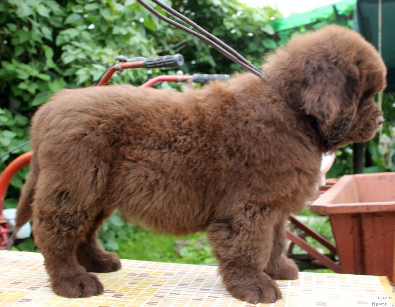 Фотография № 185633