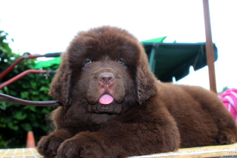 Фотография № 185638