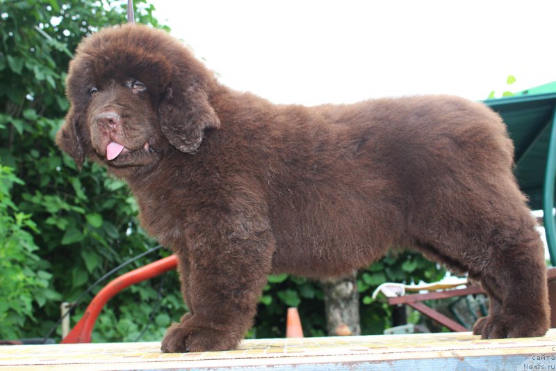 Фотография № 185641