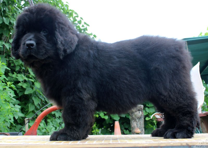 Фотография № 185645