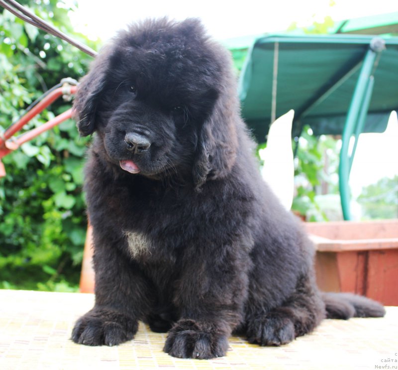 Фотография № 185650