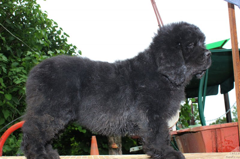 Фотография № 185653