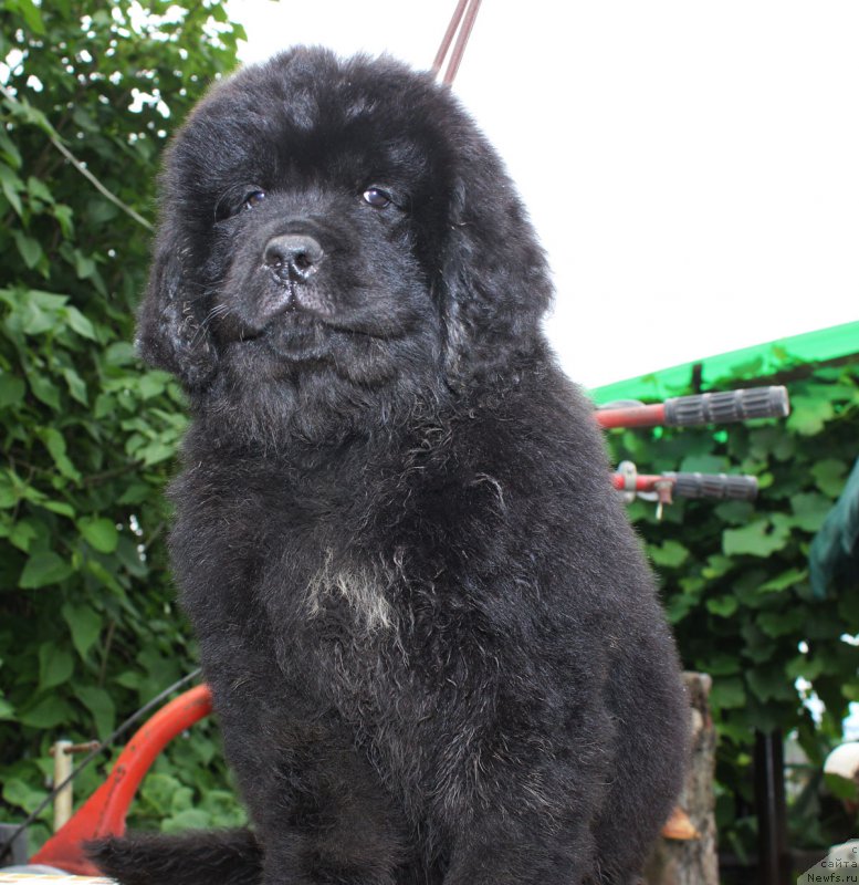 Фото: ньюфаундленд Braunblad MSK Jamal Amira (Браунблад МСК Жамал Амира)