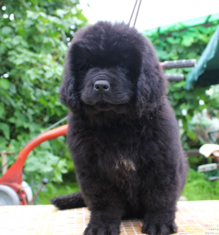 Фотография № 185656