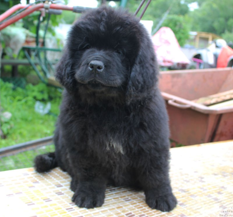 Фотография № 185657