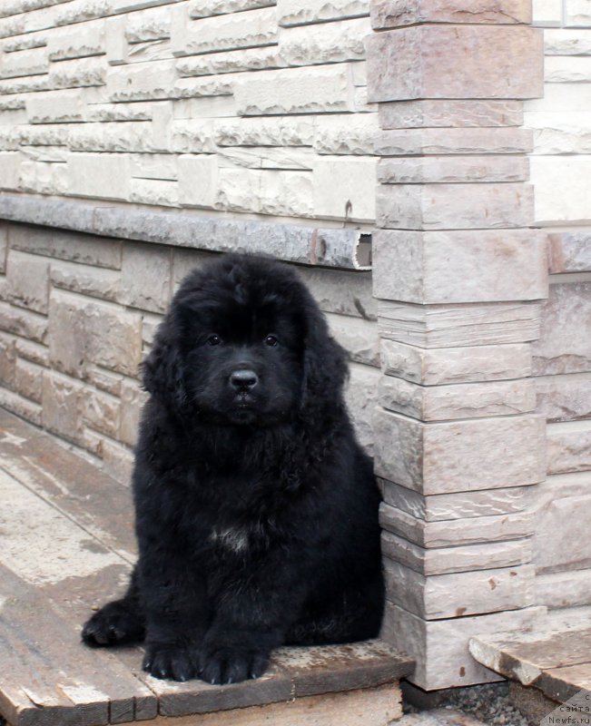 Фотография № 185658