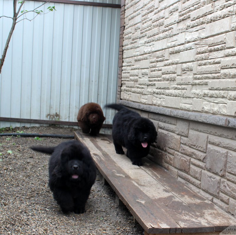 Фотография № 185671