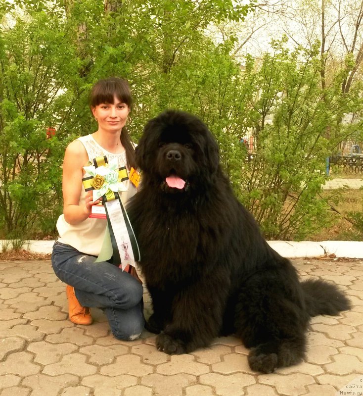 Фото: ньюфаундленд Mister Forte Impressione (Мистер Форте Импрессионе)