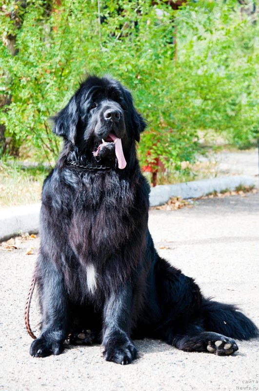 Фото: ньюфаундленд Skazochnaya Kroxa Markiza Malika (Сказочная Кроха Маркиза Малика)