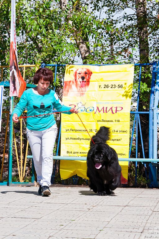 Фото: ньюфаундленд Skazochnaya Kroxa Markiza Malika (Сказочная Кроха Маркиза Малика), Natal'ya Rogozinskaya (Наталья Рогозинская)