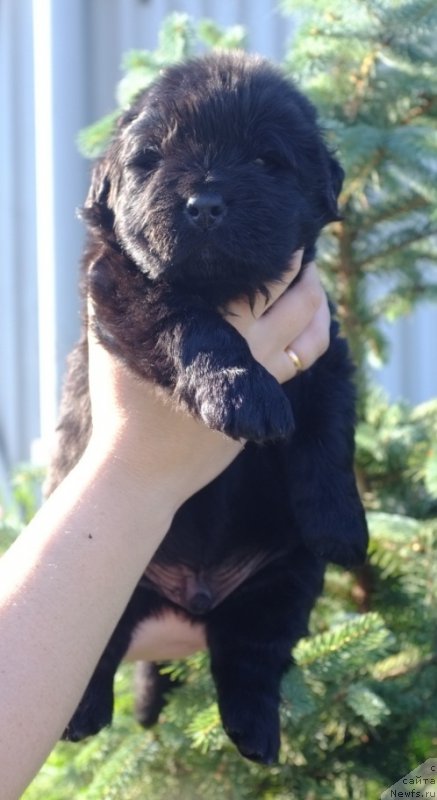 Фото: ньюфаундленд Super Premium Invisible (Супер Премиум Инвисибл), ньюфаундленд Yuzhny Sharm iz Medvejyego Yara (Южный Шарм из Медвежьего Яра), питомник 