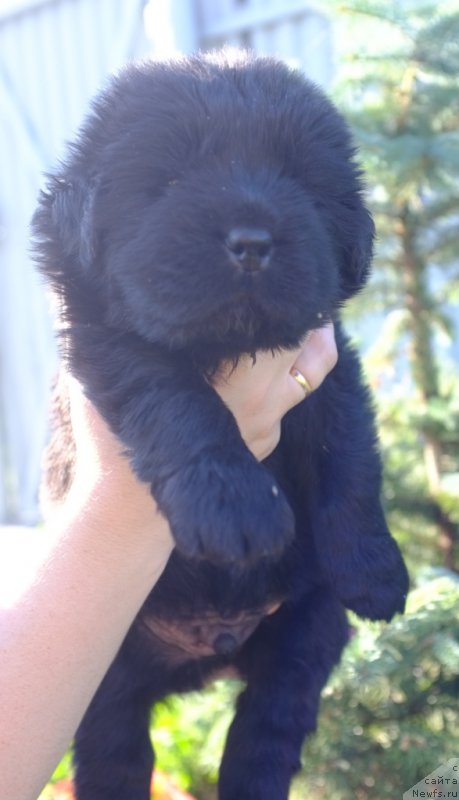 Фото: ньюфаундленд Super Premium Invisible (Супер Премиум Инвисибл), ньюфаундленд Yuzhny Sharm iz Medvejyego Yara (Южный Шарм из Медвежьего Яра), питомник 