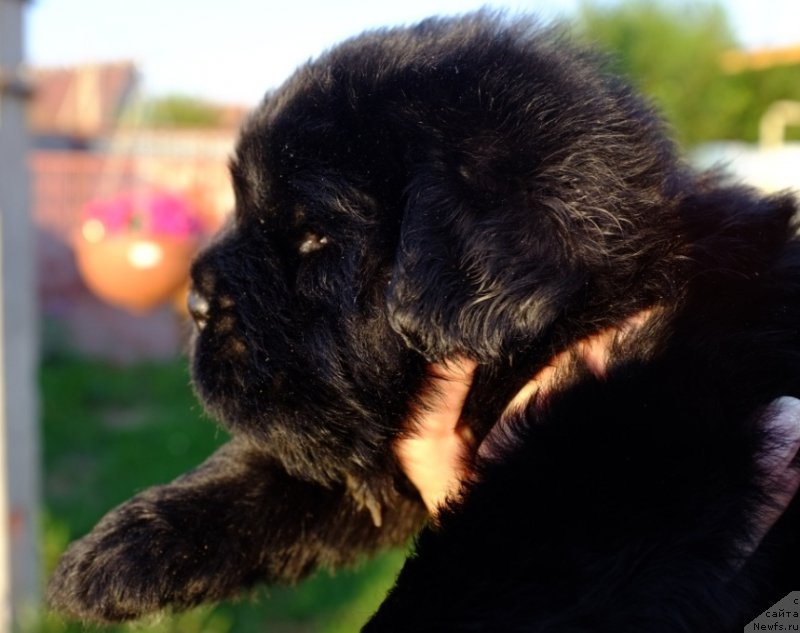 Фото: ньюфаундленд Super Premium Invisible (Супер Премиум Инвисибл), ньюфаундленд Yuzhny Sharm iz Medvejyego Yara (Южный Шарм из Медвежьего Яра), питомник 