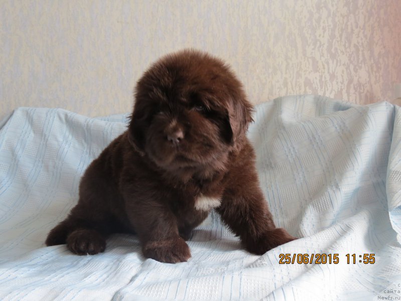 Фото: ньюфаундленд Hit SHeliko Gudi Hot CHokolat (Хит Шелико Гуди Хот Чоколат)